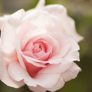 Meet your Posher, Rose